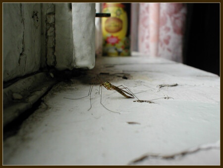 Приземлившийся...