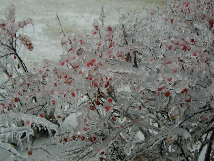 after the ice storm