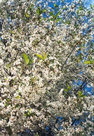 Вишневое настроение