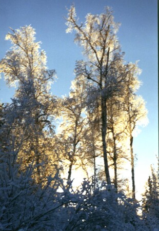Зима1