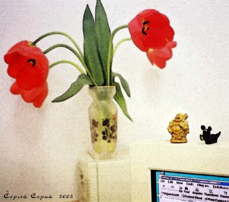 TULIPS-2