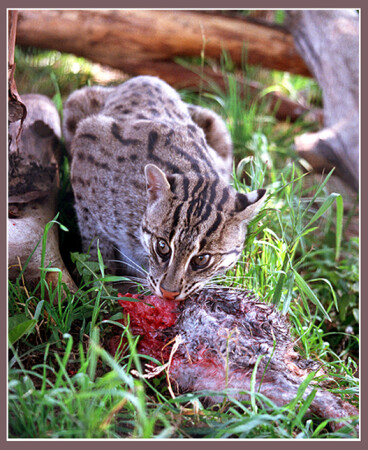 Проголодался-маленький