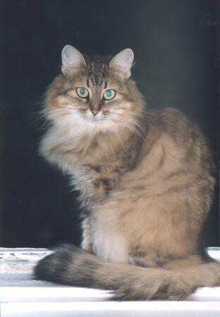 Кузя-красавец