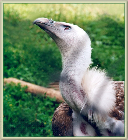 Вскормленный в неволе!