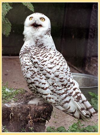 Обед полярной совы