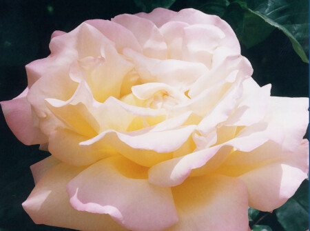 роза из райского сада