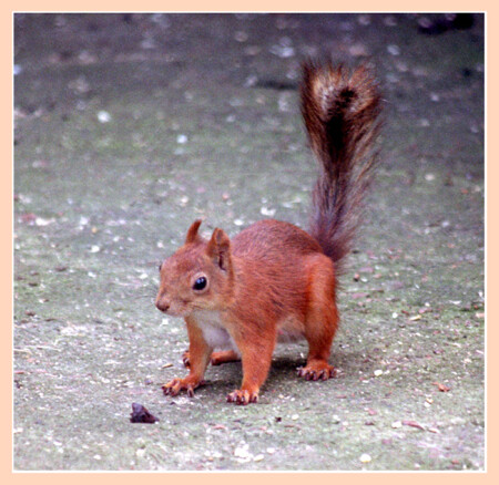 Хитрая белка