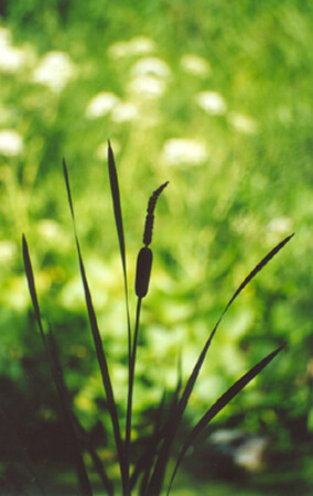 Свет и тень