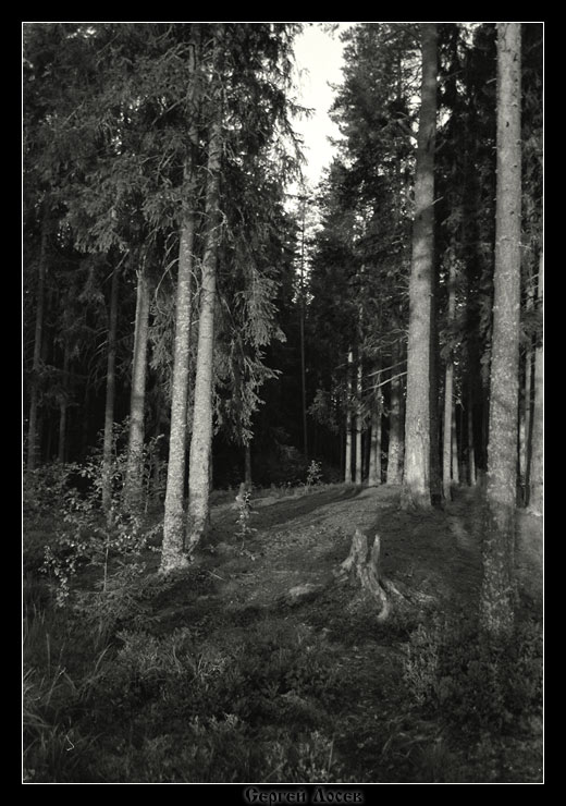 где-то в лесу