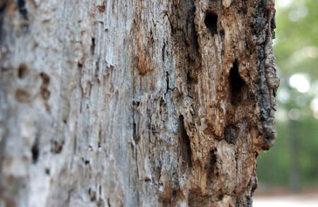 Дерево изнутри