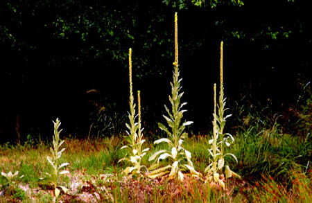 Чудо природы