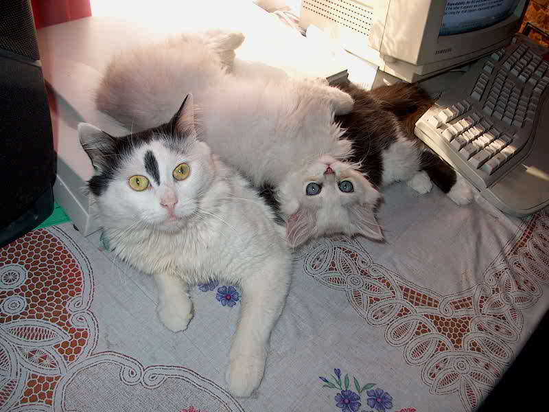Коты, початившись в инете, лежат вразвалку друг на друге