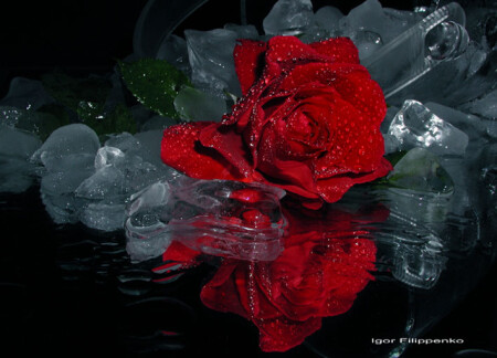 ice rose-2