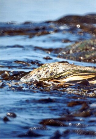 sleeping water run deep...