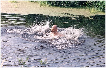 Енот-Полоскун...