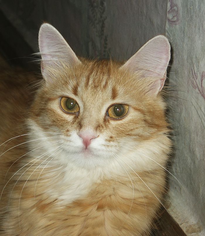 Кошка Фитюля