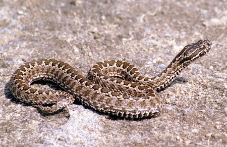 Красавица...