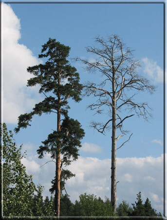 Два дерева
