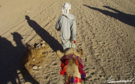 Ежедневный труд бедуина