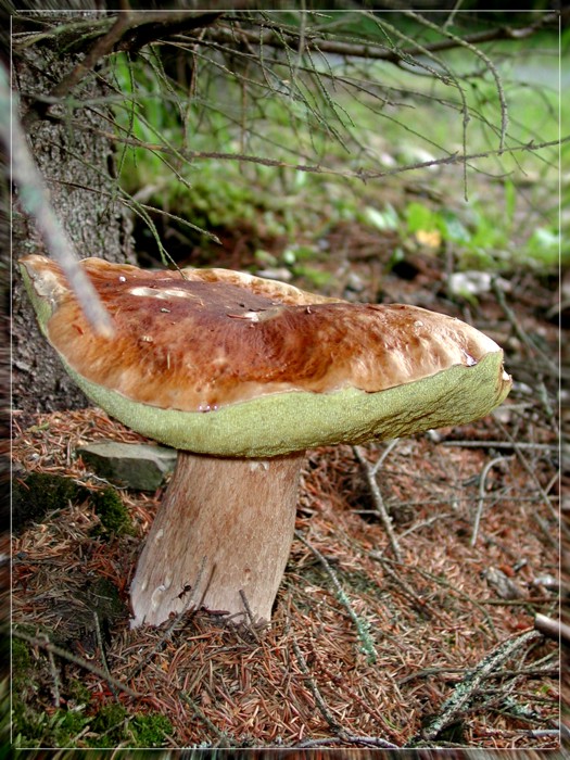 Боровик