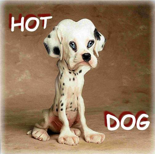 HotDog