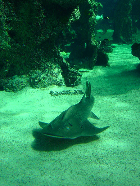 Fish-ka