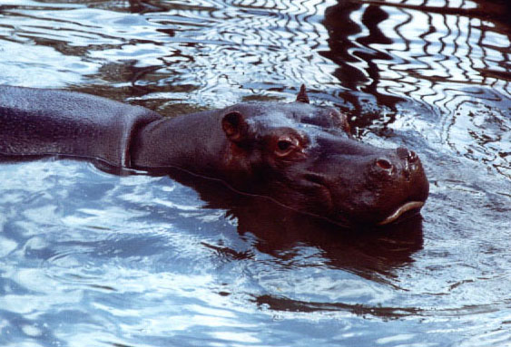 begemot iz YEREVENSKOvo zoo