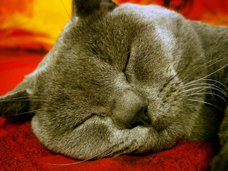 Big Boss Man sleepin'