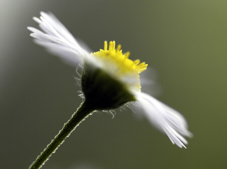 вертолетик .....