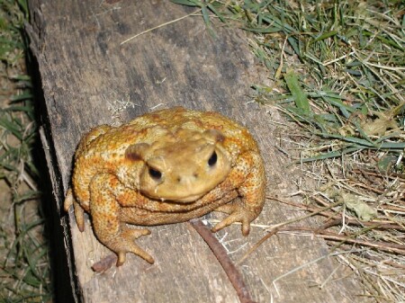 Frog in Italie
