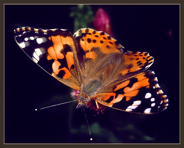 ЦВЕТОЧНИЦА (Vanessa cardui)
