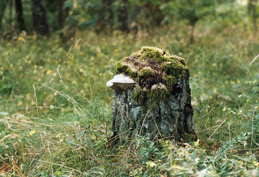 Лесовичёк