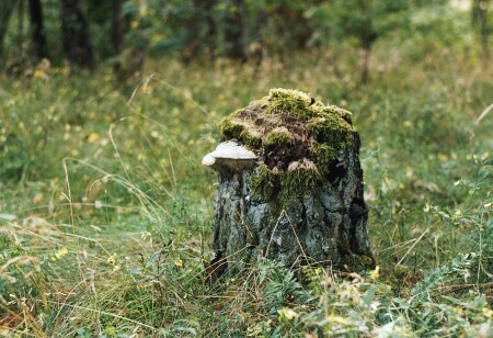 Лесовичёк
