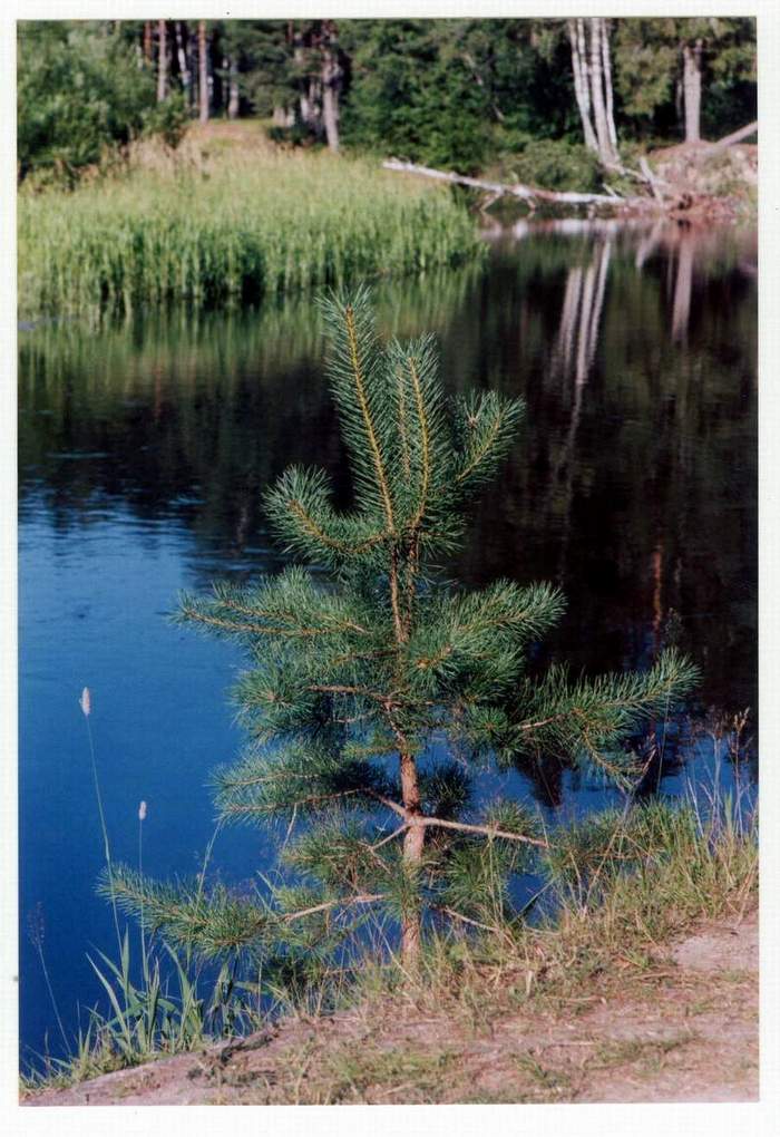 Лесная речка