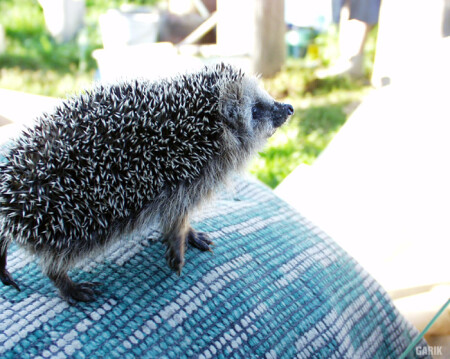 Ёжик, просто ёжик.