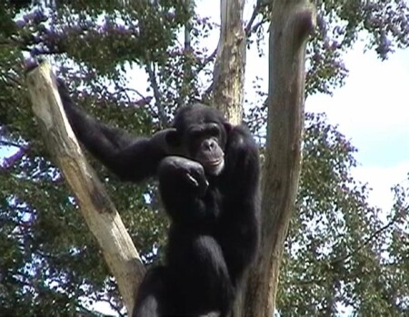 Роден(почти)