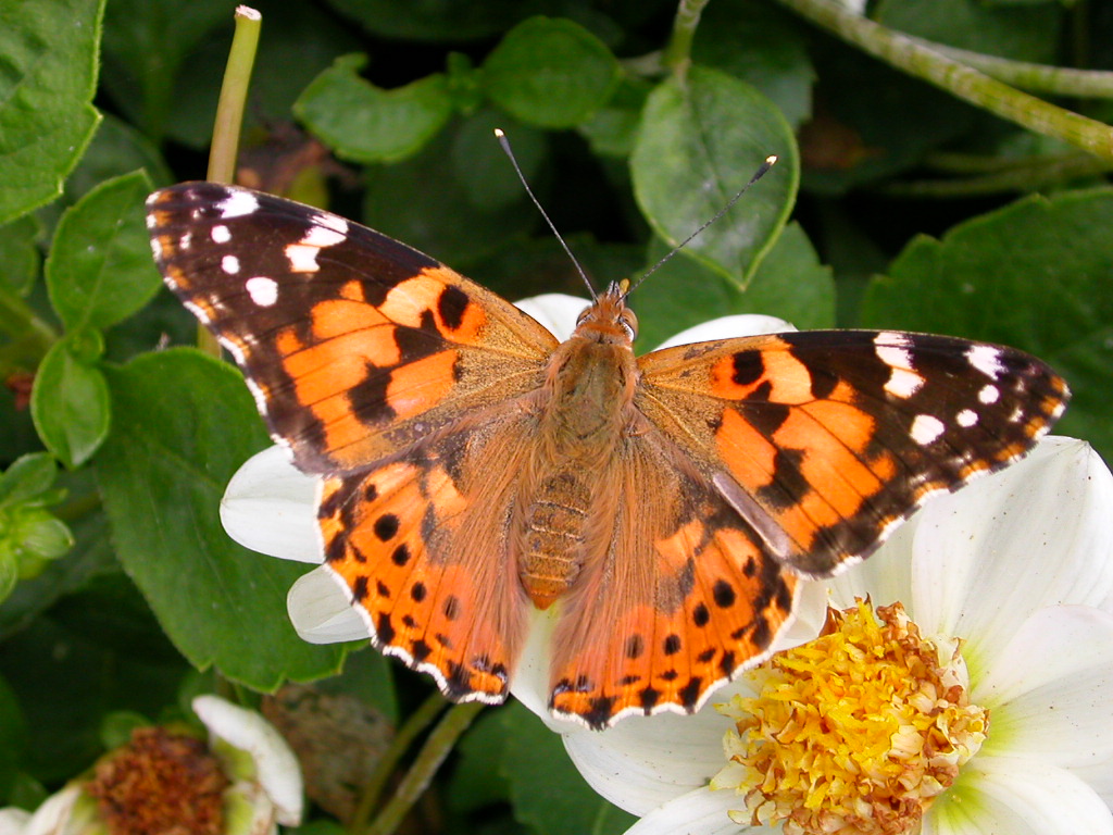 Мадам Butterfly