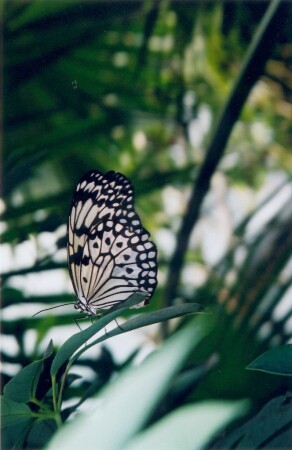 Buttefly