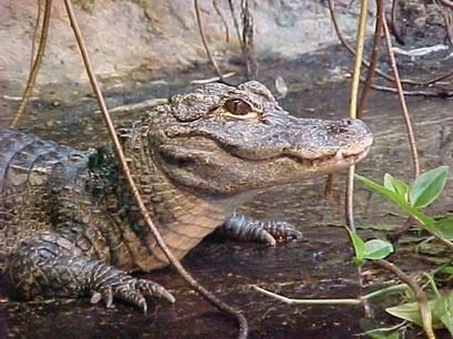 УЛЫБКА ДЖАКОНДЫ