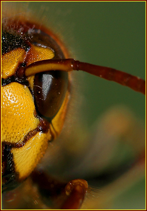 Vespa crabo