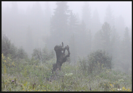 Молитва лешего