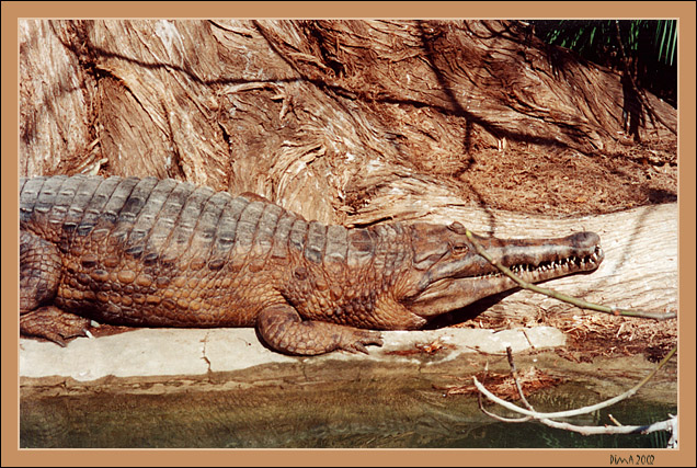 Crocodile