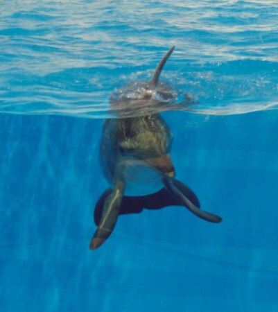 Будем знакомы...