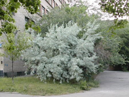 Зима летом.