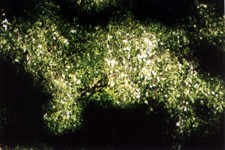 березовый зверь