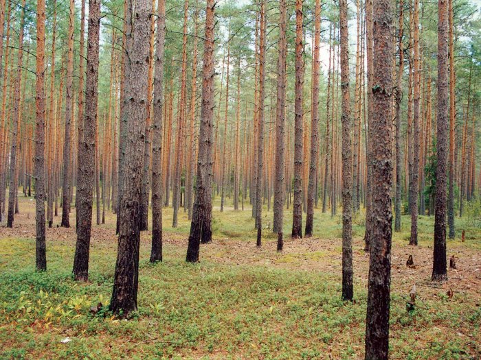 Сосны