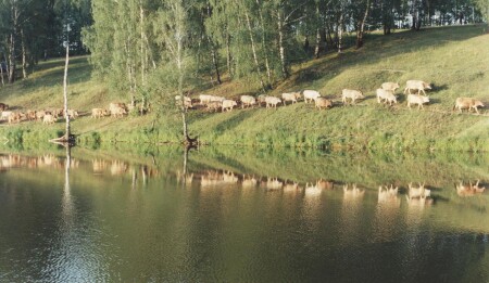 Lake&Cow