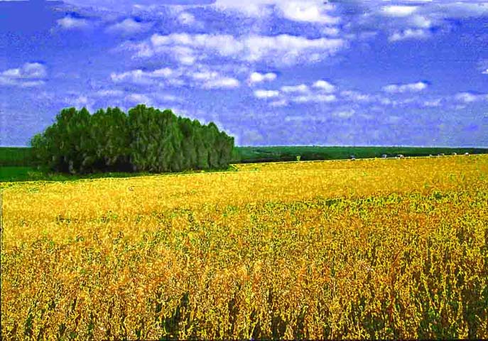 Ступино. Август.