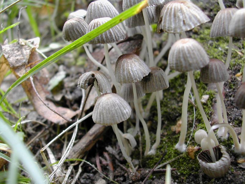 ГрЫбЫ