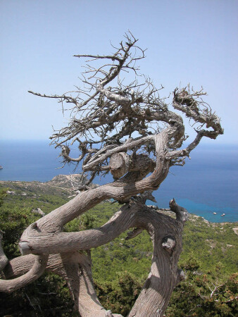 Древо жизни?